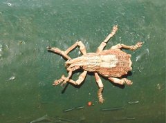 Episomus chinensis