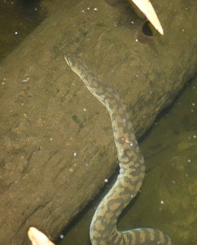 Arafura File Snake sighting