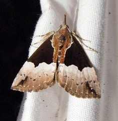 Hypena bijugalis