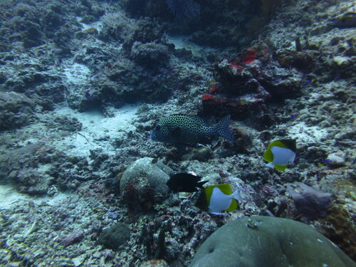 Plectorhinchus chaetodonoides