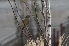 Passer domesticus