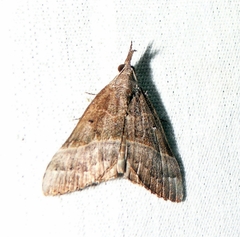 Hypena eductalis