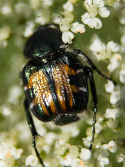 Trichiotinus viridans