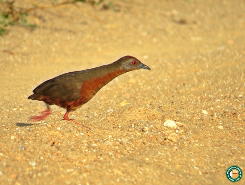 Russet-crowned Crake