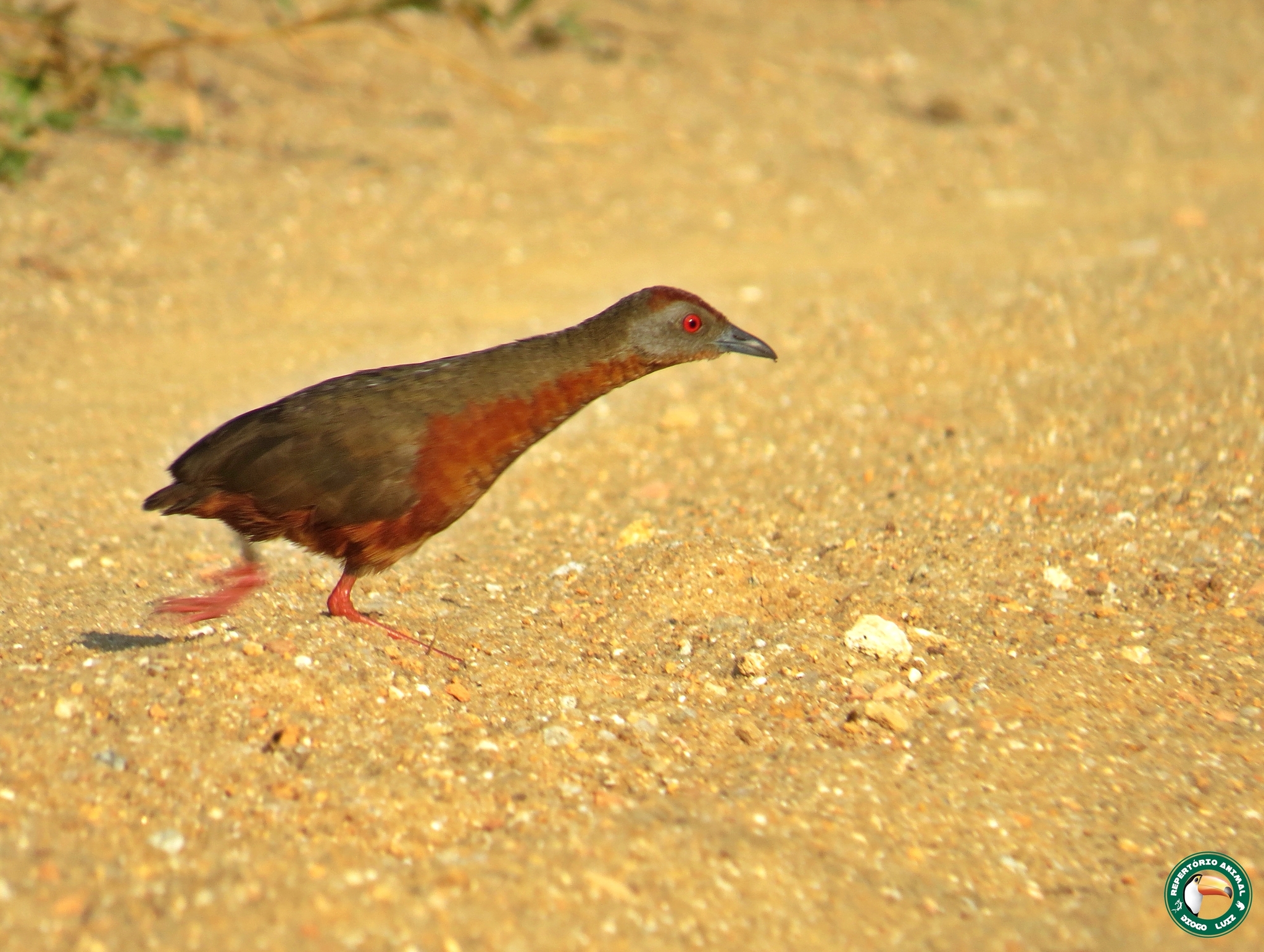 Russet-crowned Crake illustration