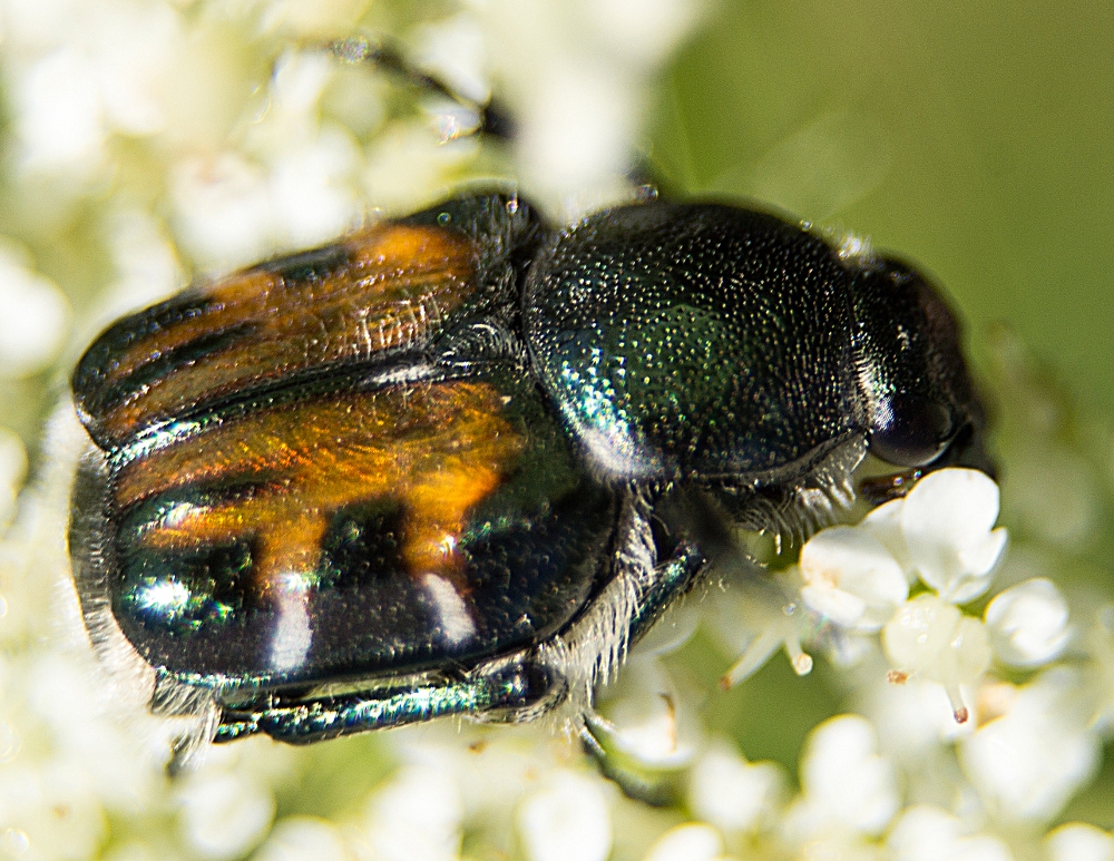 Trichiotinus viridans from Lake County, IL, USA on August 04, 2013 at ...