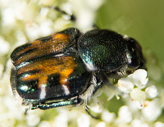 Trichiotinus viridans