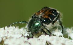Trichiotinus viridans