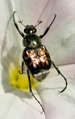 Trichiotinus viridans