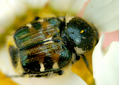 Trichiotinus piger