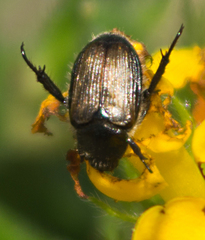 Strigoderma arbicola