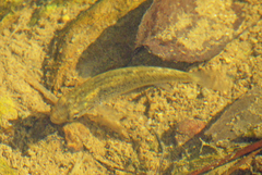 Fundulus rathbuni