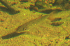 Moxostoma cervinum