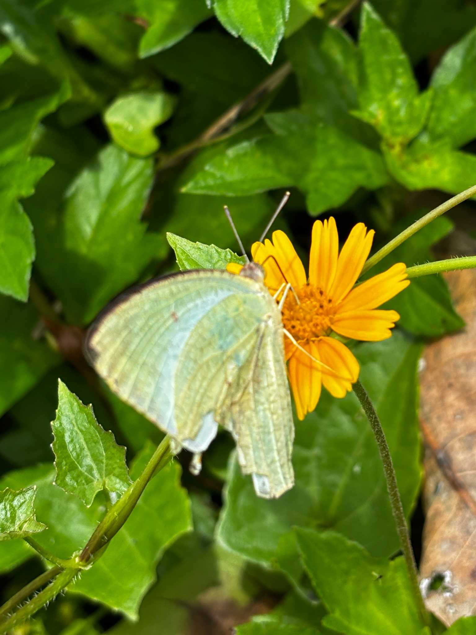 Mottled Emigrant