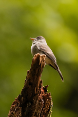 Lathrotriccus euleri