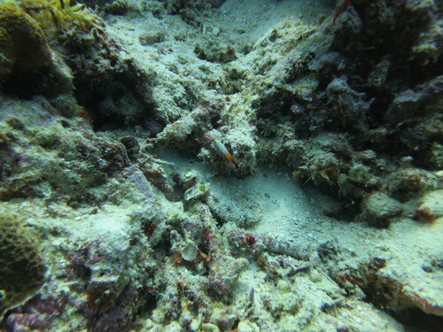 Nemateleotris magnifica