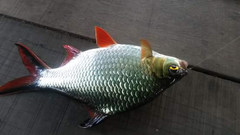 Barbonymus schwanefeldii