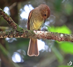 Lathrotriccus euleri