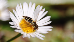 Toxomerus vertebratus