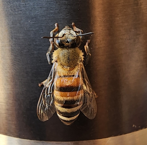 Western Honey Bee