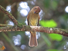 Lathrotriccus euleri