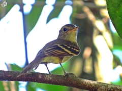 Lathrotriccus euleri