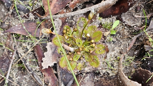 Drosera whittakeri (Drosera whittakeri)