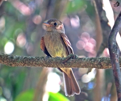 Lathrotriccus euleri