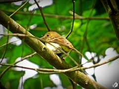 Lathrotriccus euleri