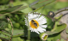 Toxomerus vertebratus