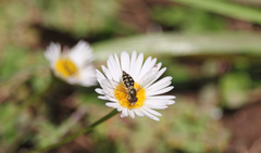 Toxomerus vertebratus