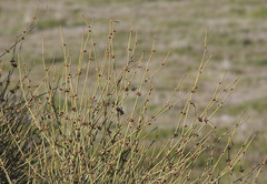 Ephedra californica