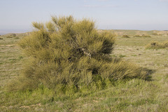 Ephedra californica