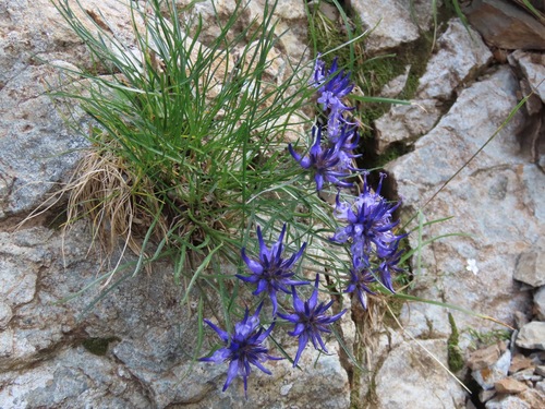 Rhaetian Rampion (Phyteuma hedraianthifolium)