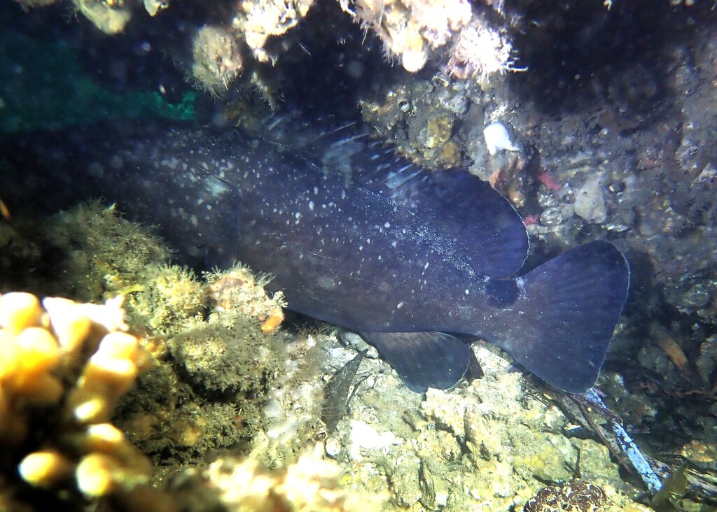 Black cod (Epinephelus daemelii) — Serranidae