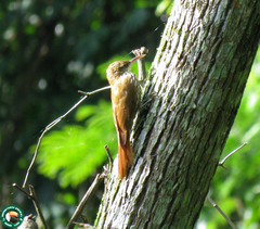 Lepidocolaptes squamatus