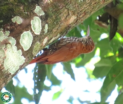 Lepidocolaptes squamatus