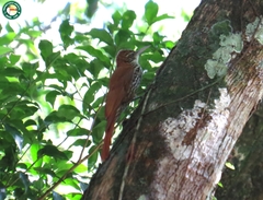 Lepidocolaptes squamatus