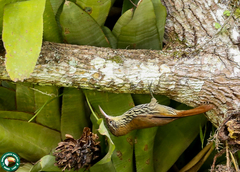 Lepidocolaptes squamatus