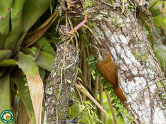 Lepidocolaptes squamatus