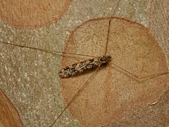 Discobola australis