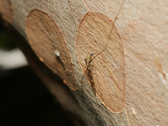 Discobola australis
