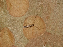 Discobola australis