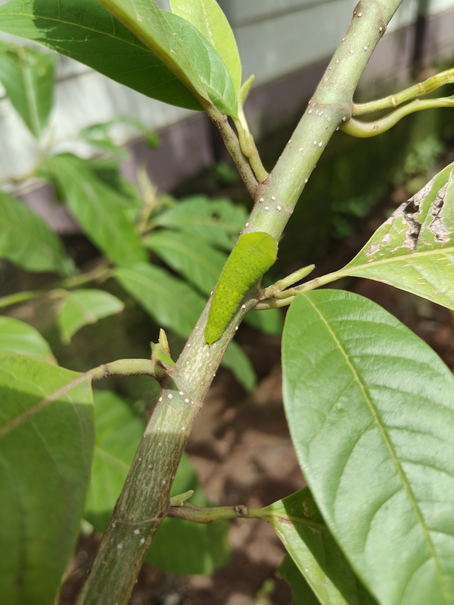 Tailed Jay