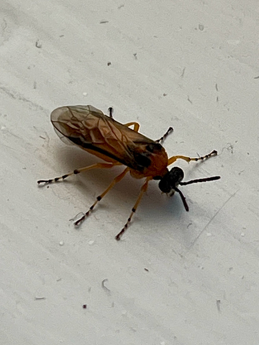Turnip Sawfly photo 3