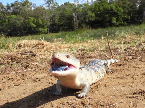 Common Bluetongue, Cook, AU-QL, AU, photo 9 of 10