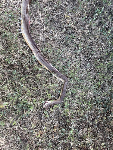 Coastal Taipan sighting
