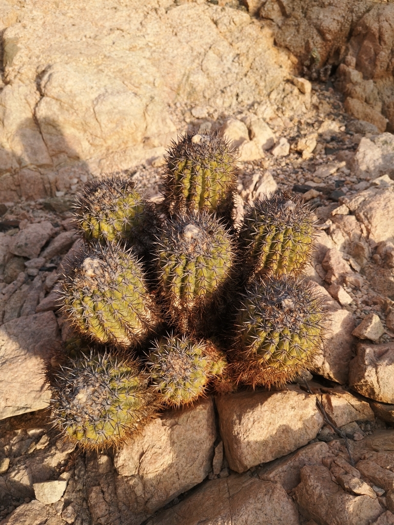 Copiapoa decorticans, Chile