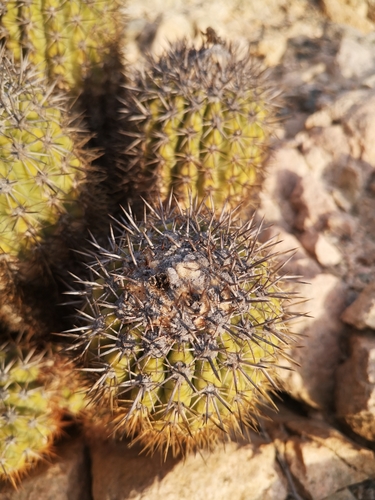 Copiapoa decorticans