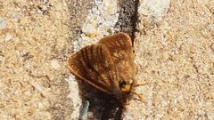 Habrophylla euryzona